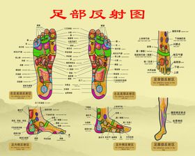 五脏六腑背部反射图