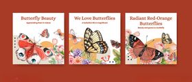 蝴蝶主题儿童书籍封面