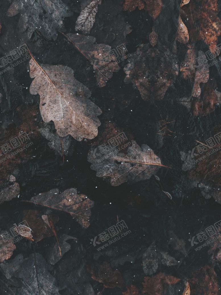 编号：29384710061213505005【酷图网】源文件下载-抽象复古叶子