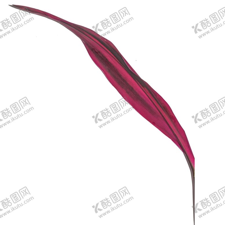 编号：89261309140017496486【酷图网】源文件下载-树叶