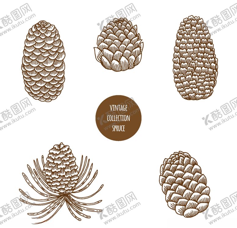 植物线稿矢量白描手绘矢量花