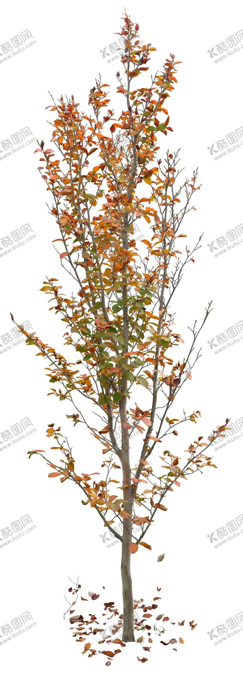 编号：58906309221532519662【酷图网】源文件下载-免扣植物素材图片