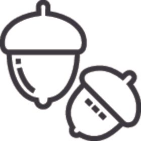 橡果
