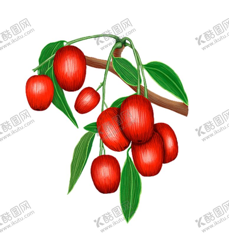 编号：59071707080233225725【酷图网】源文件下载-手绘枸杞