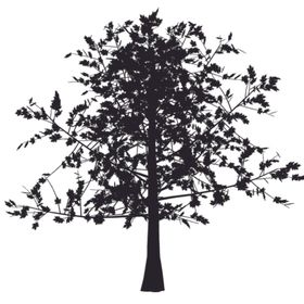 黑色植物树木剪影