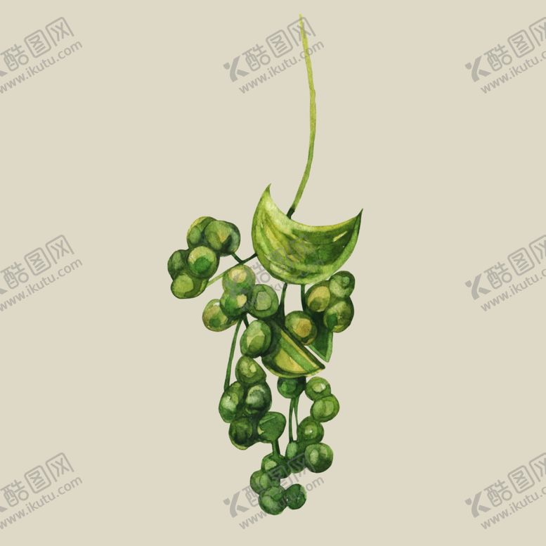 编号：96268709271008471274【酷图网】源文件下载-水彩植物