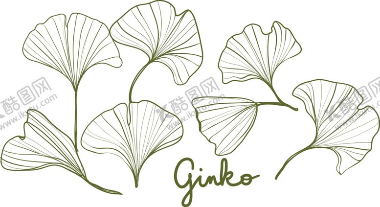 编号：82534809272008174007【酷图网】源文件下载-银杏叶