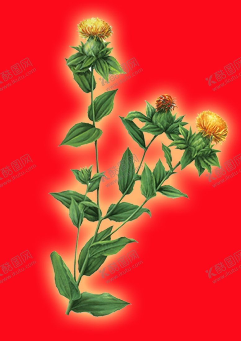 编号：79120310110425315132【酷图网】源文件下载-珍贵药材