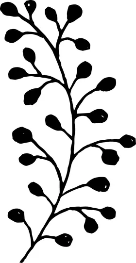 手绘植物枝干