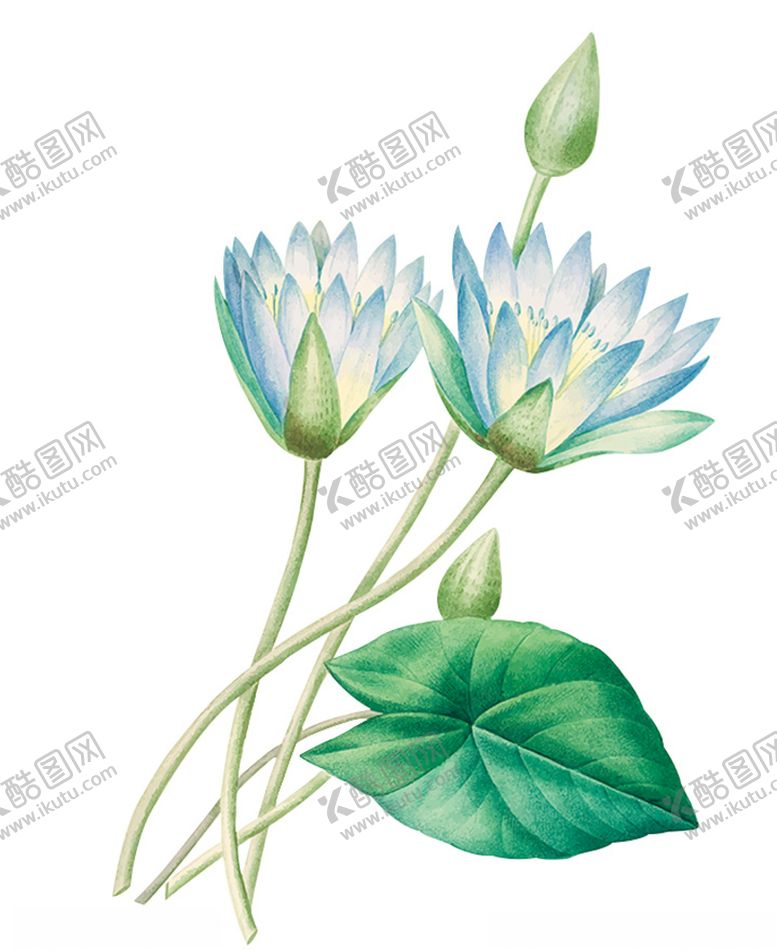 编号：63216605031718549477【酷图网】源文件下载-彩绘睡莲荷花PNG素材