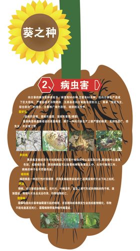 向日葵