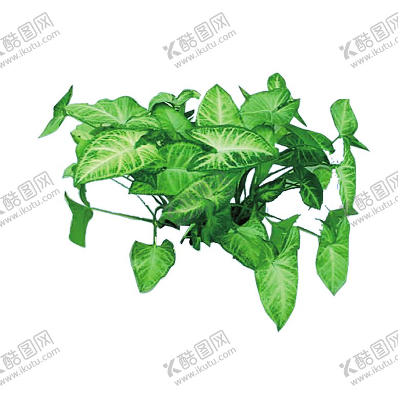 编号：16220806300848526659【酷图网】源文件下载-绿色植物