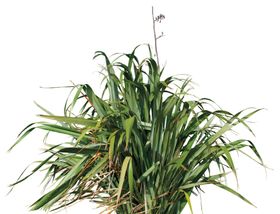 免扣花卉植物素材