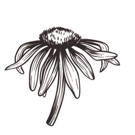 素描花朵植物图案