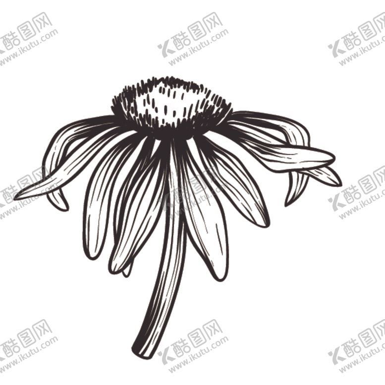 编号：82748310220938094113【酷图网】源文件下载-素描绘画植物花朵