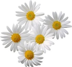 洋甘菊