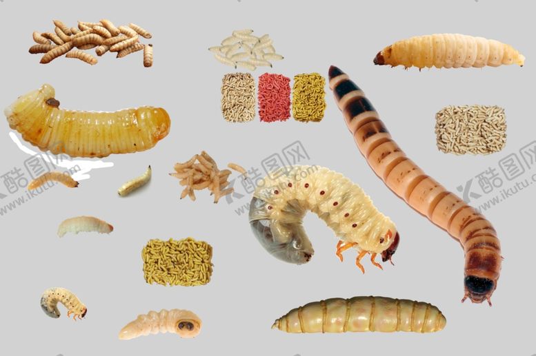 编号：76257011022032437538【酷图网】源文件下载-蛆虫