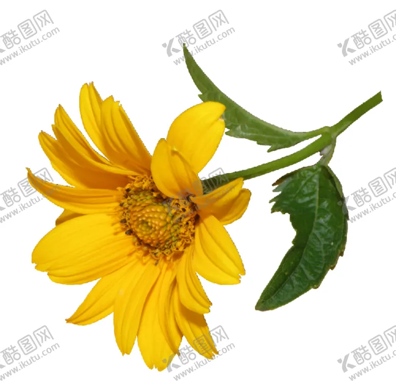 编号：31154304272206284247【酷图网】源文件下载-菊花