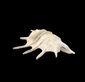 海洋生物