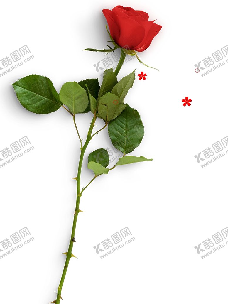 编号：20198107090611212149【酷图网】源文件下载-玫瑰花