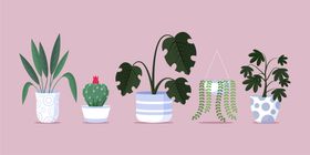盆栽绿植插画花卉花草卡通