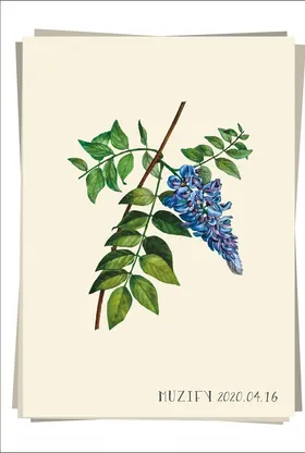 紫色菜豆花植物图鉴