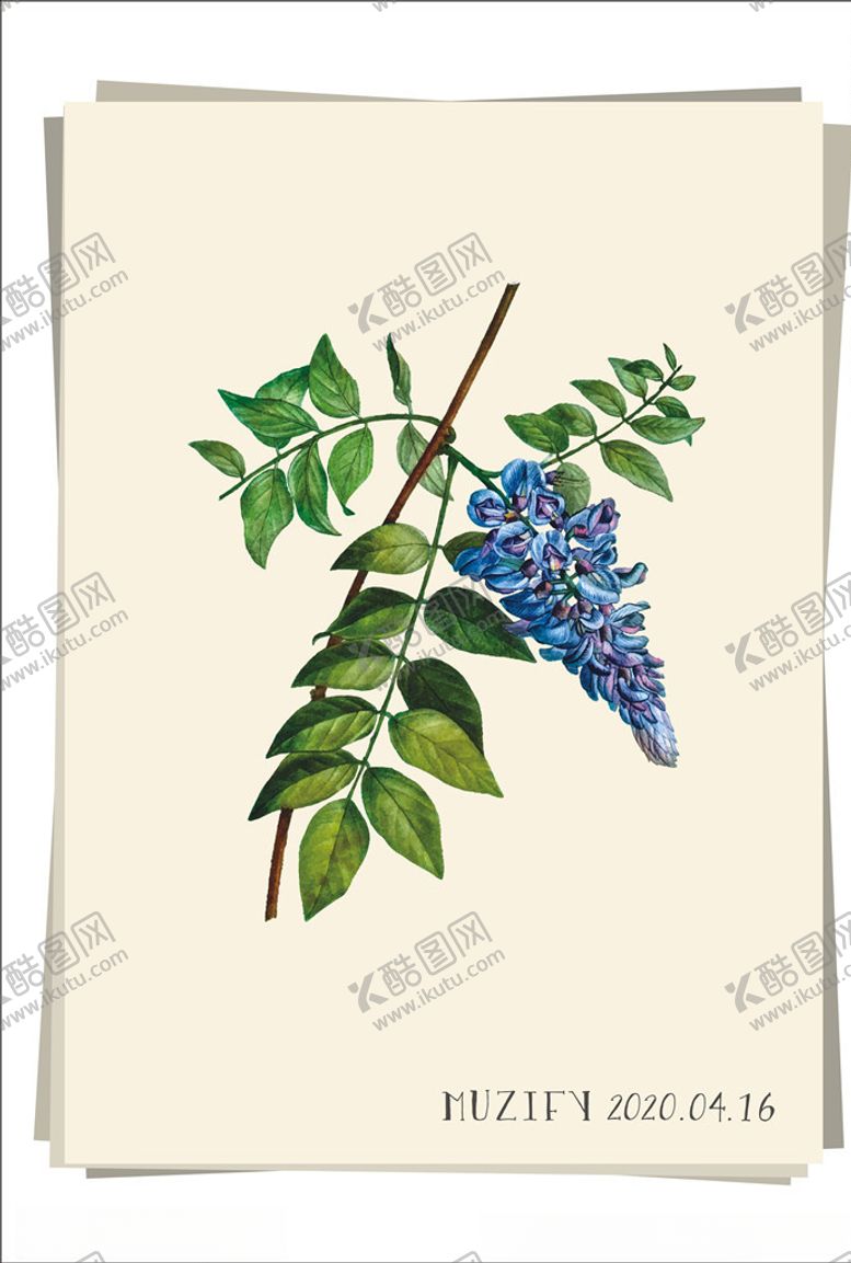 编号：92464110090412467719【酷图网】源文件下载-紫色菜豆花植物图鉴