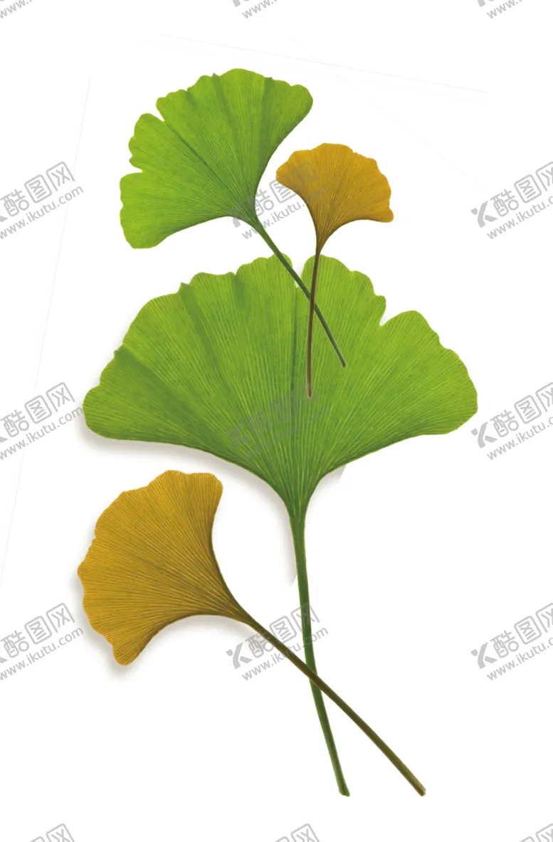 编号：80529405030556111942【酷图网】源文件下载-银杏叶