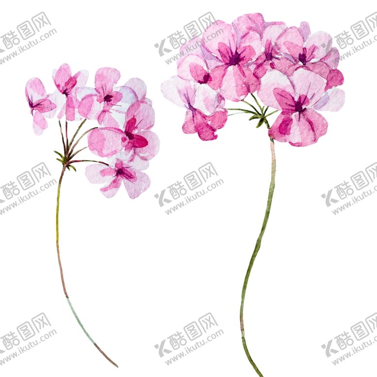 编号：16868710020929559640【酷图网】源文件下载-水彩植物