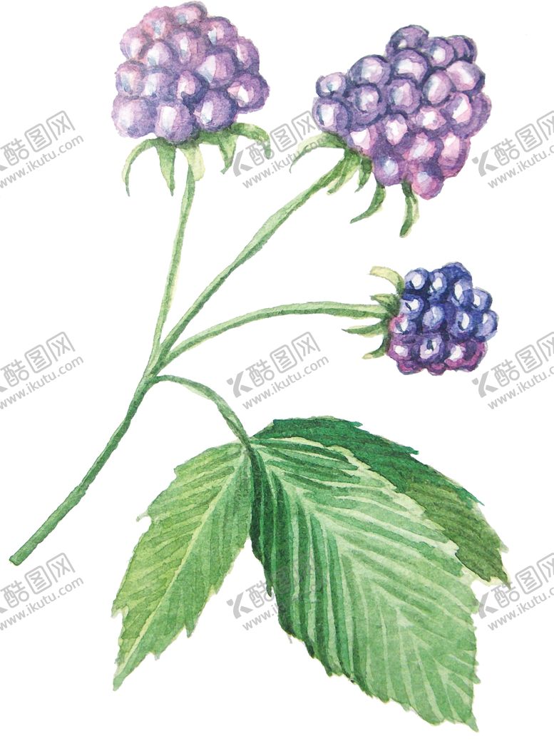 编号：51662307042008136644【酷图网】源文件下载-彩绘枝叶