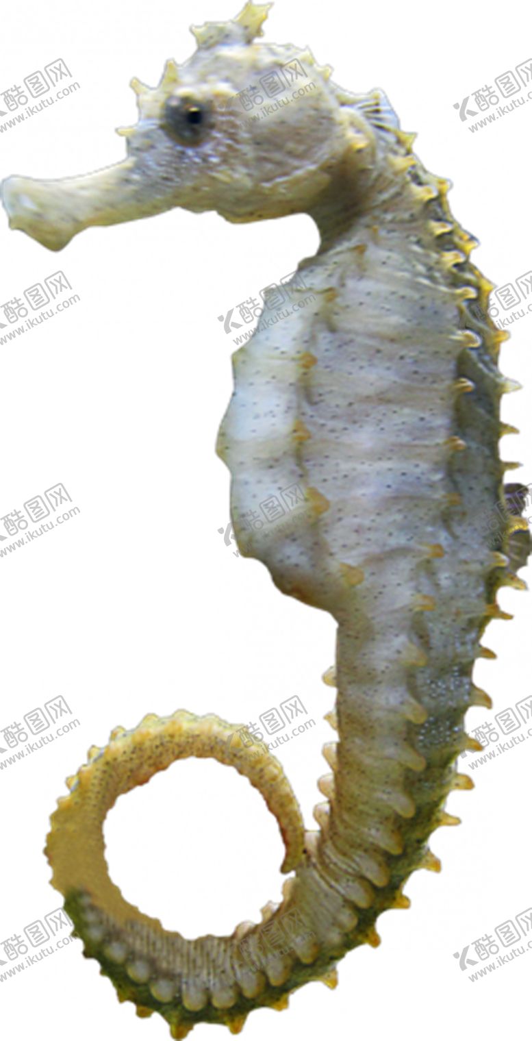 编号：45812310042337193594【酷图网】源文件下载-海马