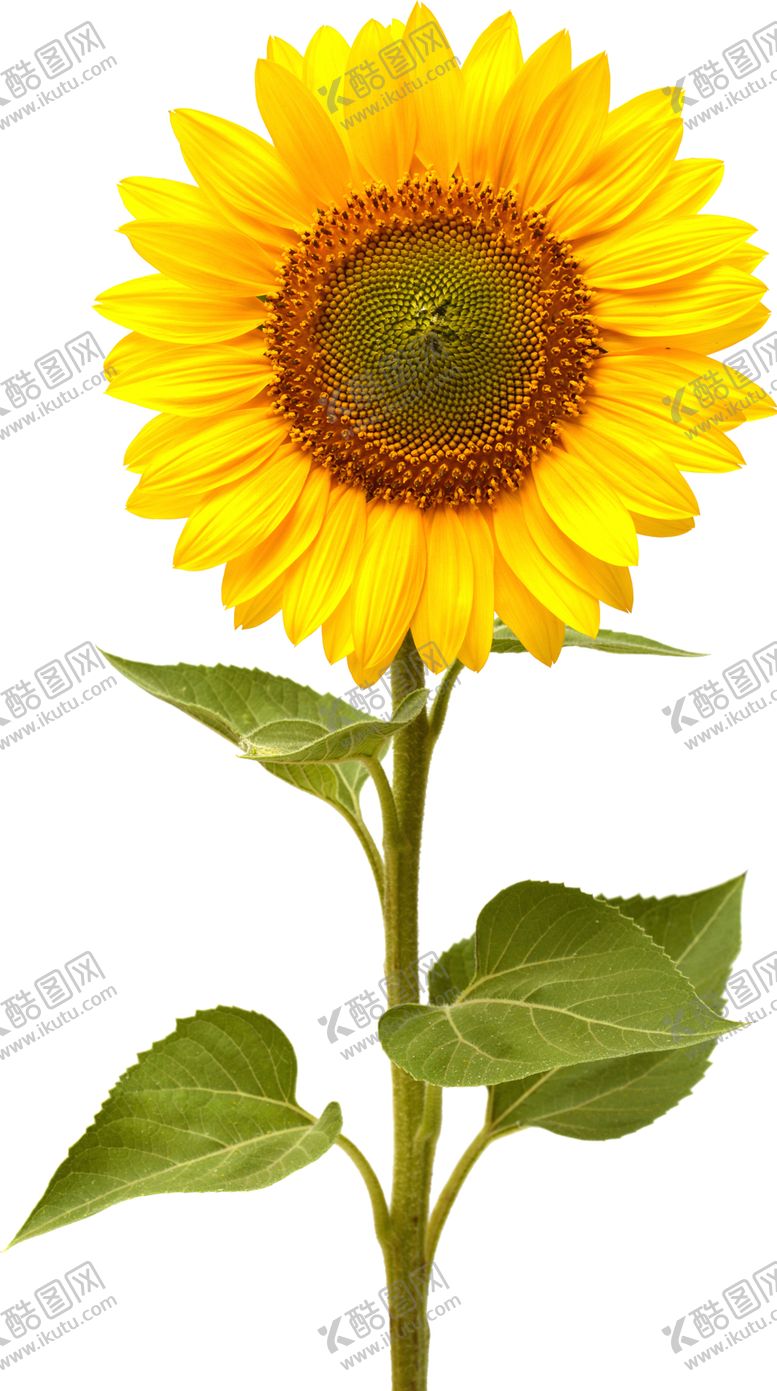 编号：62407001201239568889【酷图网】源文件下载-向日葵花朵PNG免扣鲜花素材