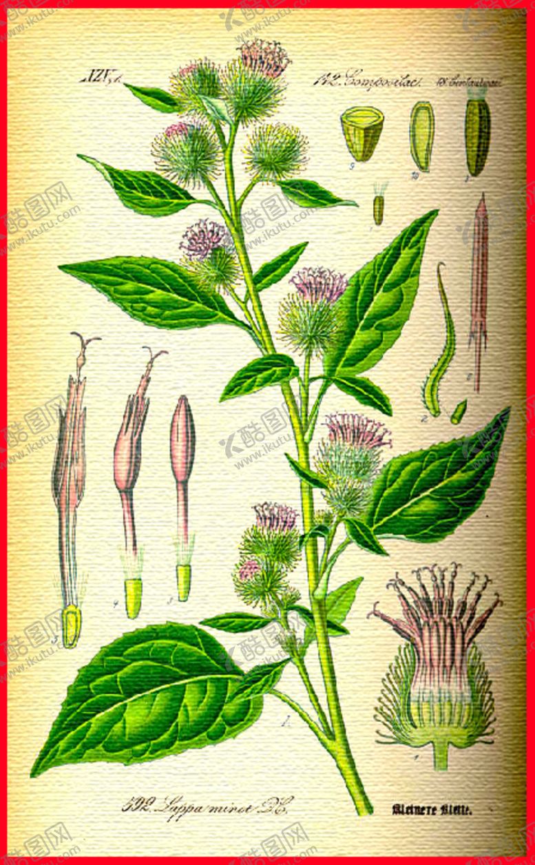 编号：52548404172326394315【酷图网】源文件下载-古风植物彩色油画