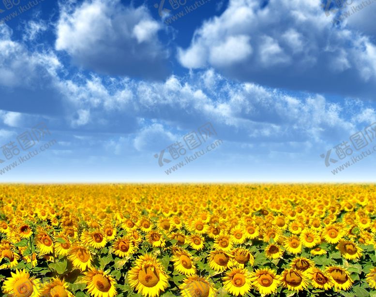 编号：38064709110507231334【酷图网】源文件下载-向日葵