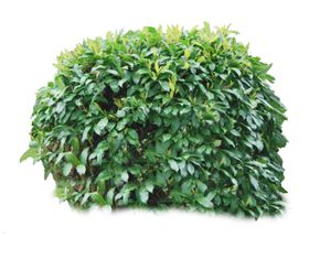 小清新植物
