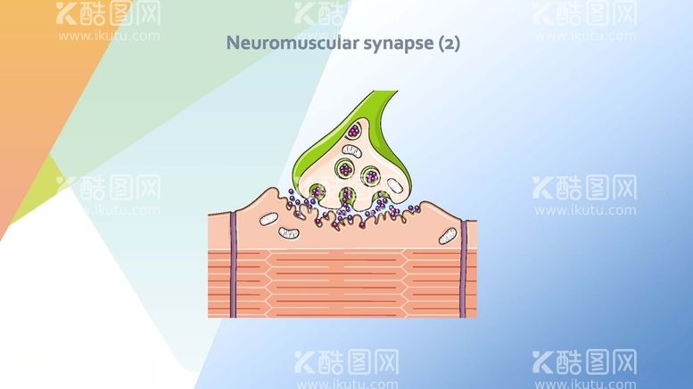 编号：60954012080537506263【酷图网】源文件下载-神经学