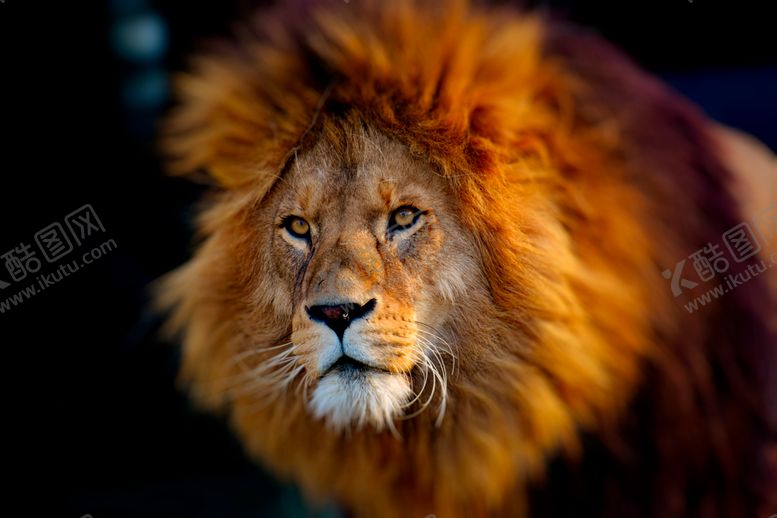 编号：91022410111428571853【酷图网】源文件下载-摄影狮子彩印