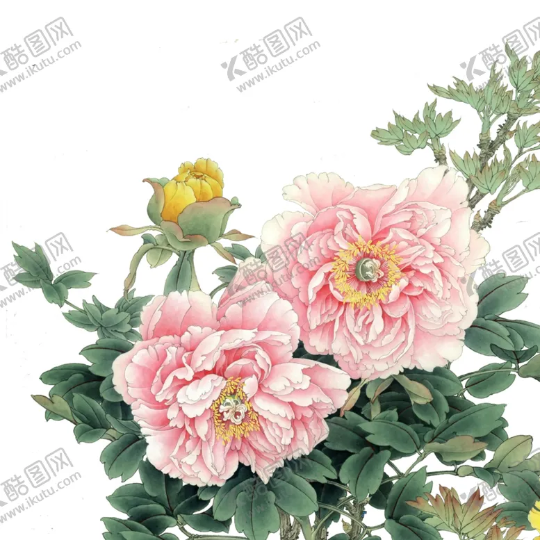 编号：32562906250518396702【酷图网】源文件下载-牡丹花