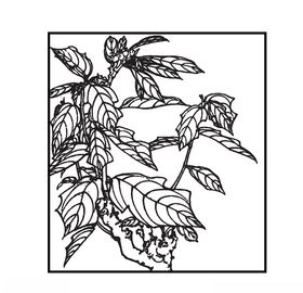 水墨花黑白花样衣