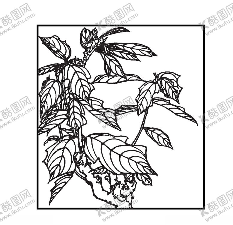 编号：79575010061833379430【酷图网】源文件下载-虾衣花