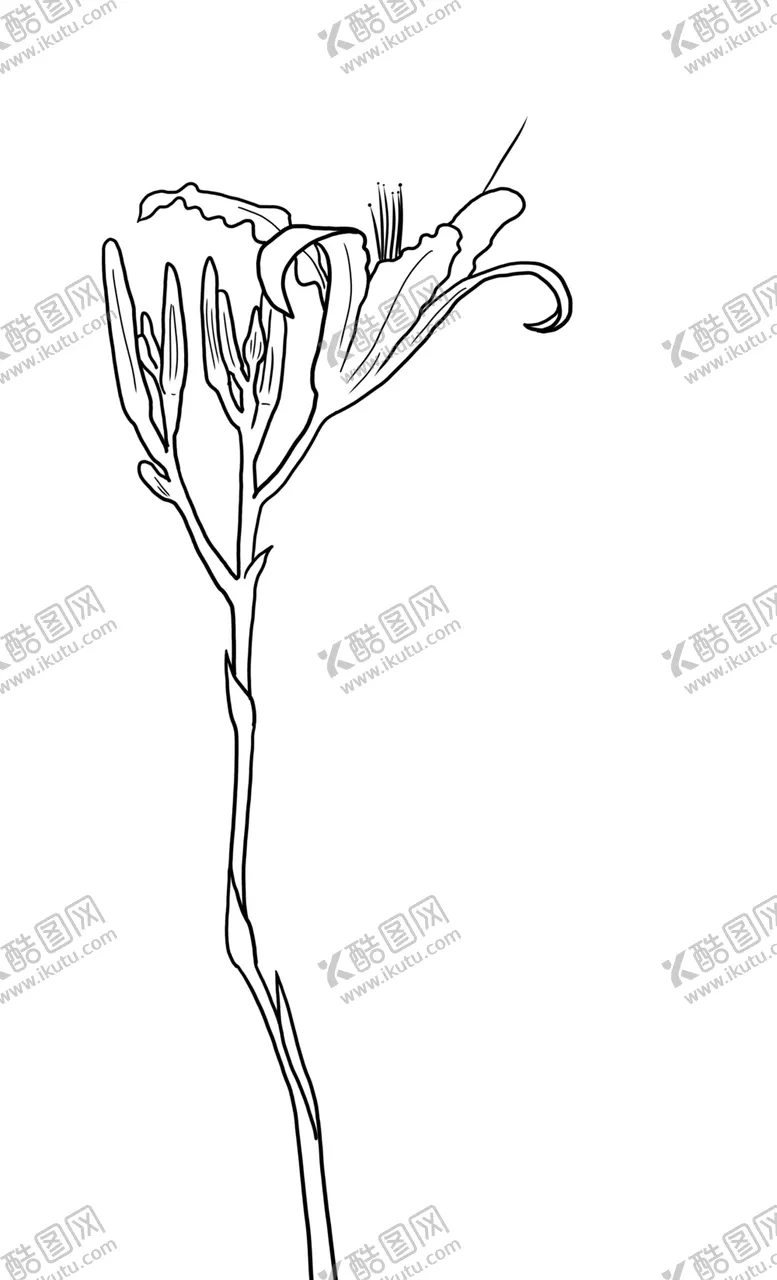 编号：16899103250128294018【酷图网】源文件下载-黄花菜