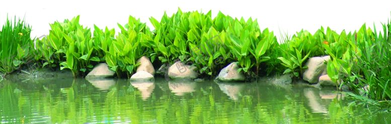 编号：61475810050632573602【酷图网】源文件下载-河畔植物