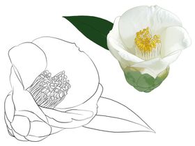 花卉素描
