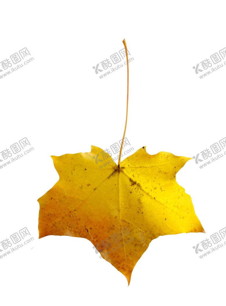 编号：51132909292035523592【酷图网】源文件下载-枫叶