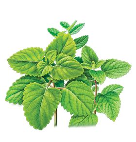 薄荷
