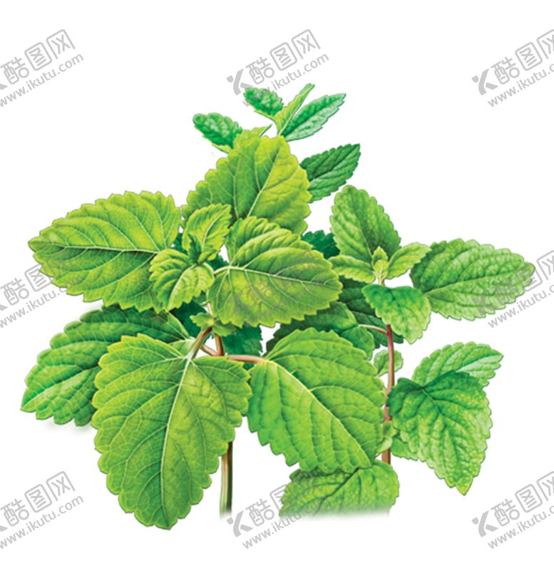 编号：99549905111427565748【酷图网】源文件下载-薄荷