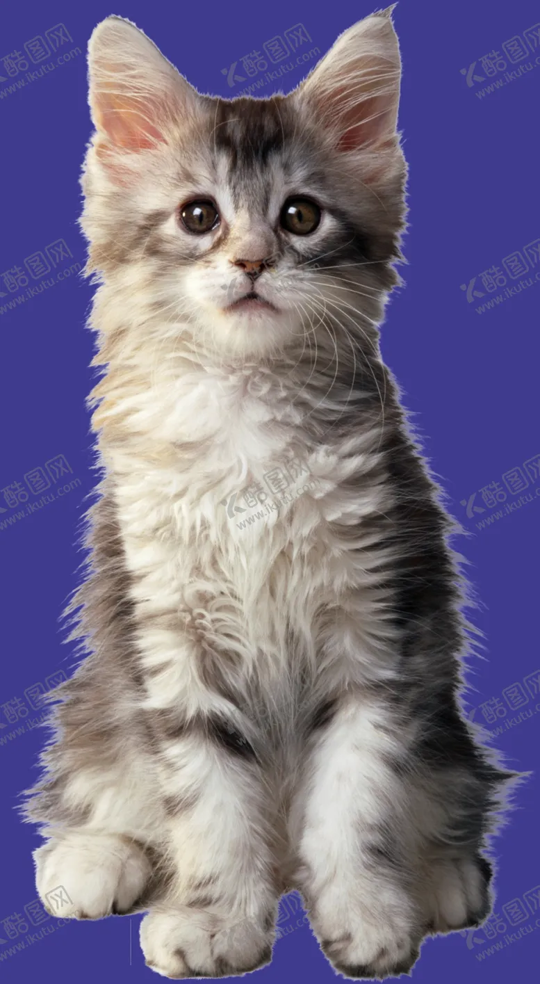 编号：47043802071607586557【酷图网】源文件下载-小猫