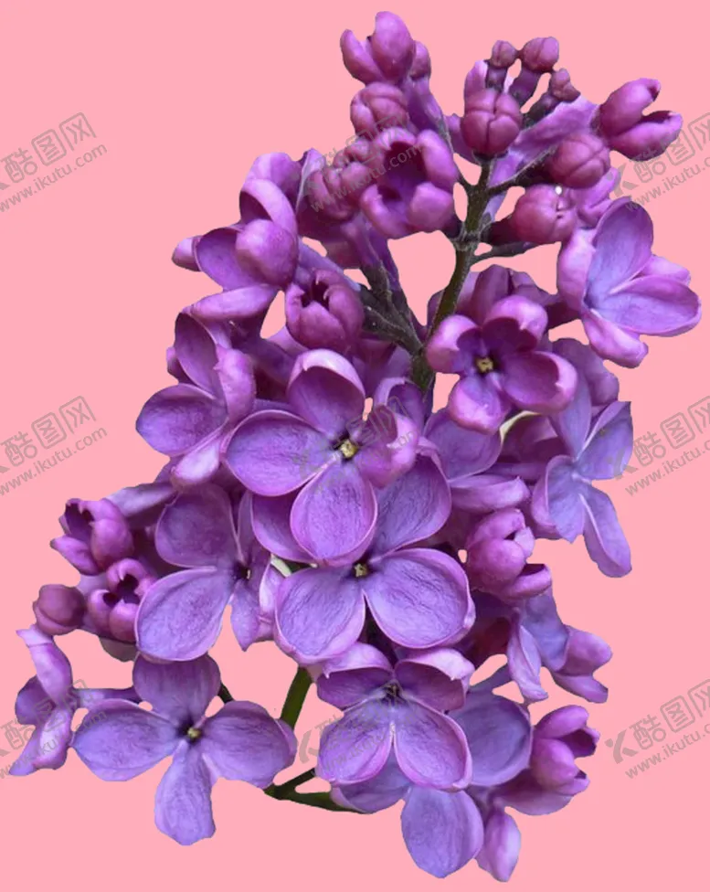 编号：96086610201525234272【酷图网】源文件下载-丁香花