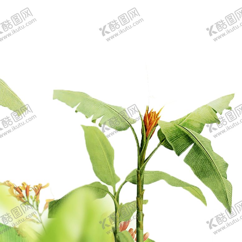 编号：36196710012340417484【酷图网】源文件下载-绿色背景