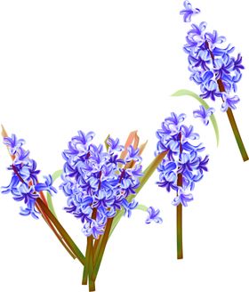 鲜花素材
